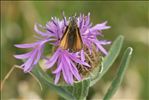 Thymelicus lineola