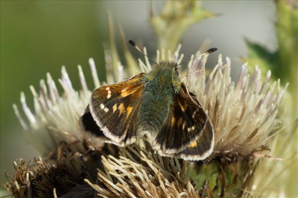 Hesperia comma