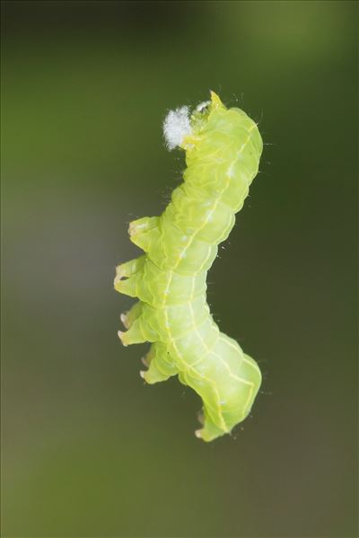 Asteroscopus sphinx