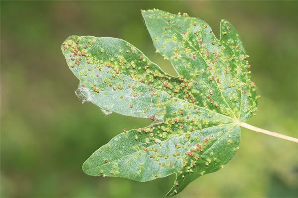 Aceria aceriscampestris