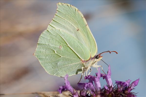 Gonepteryx rhamni