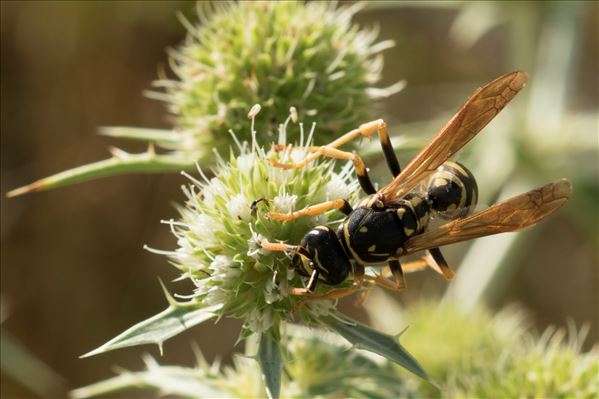 Polistes dominula