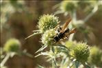 Polistes dominula