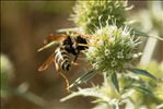 Polistes dominula