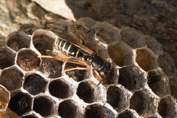 Polistes biglumis