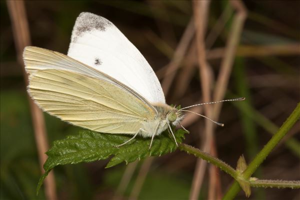 Pieris rapae