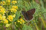 Lycaena tityrus