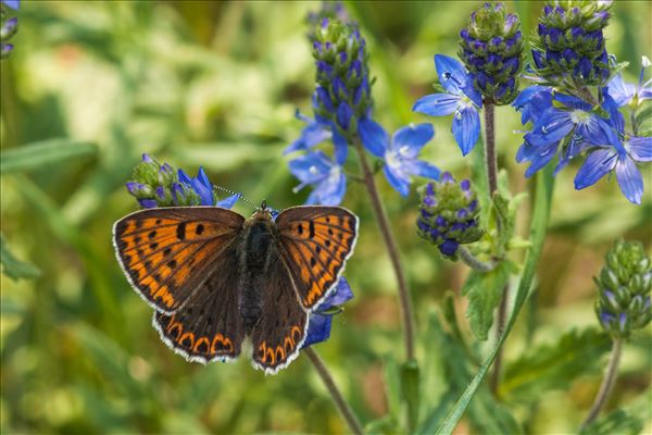 Lycaena tityrus