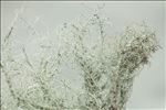 Usnea subfloridana