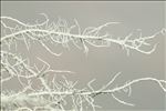 Usnea subfloridana