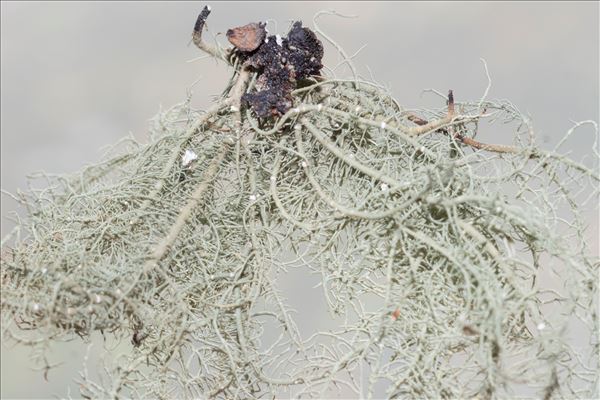 Usnea subfloridana