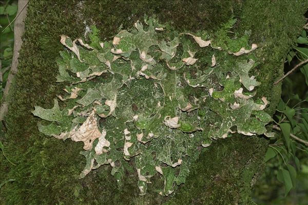 Lobaria pulmonaria