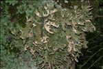 Lobaria pulmonaria