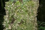 Lobaria pulmonaria