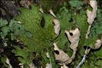 Lobaria pulmonaria