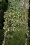 Lobaria pulmonaria