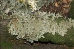 Lobaria pulmonaria