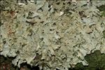 Lobaria pulmonaria