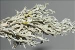 Evernia prunastri