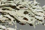Evernia prunastri