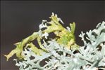 Evernia prunastri