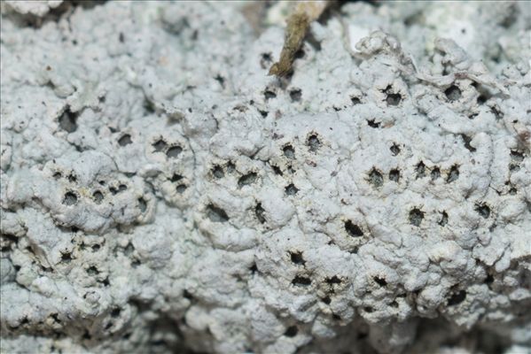 Diploschistes muscorum