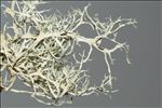 Ramalina farinacea