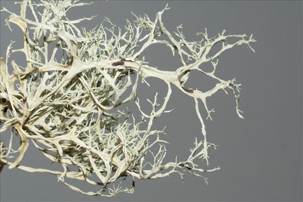 Ramalina farinacea
