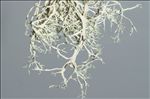 Ramalina farinacea