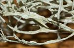Ramalina farinacea