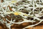 Ramalina farinacea