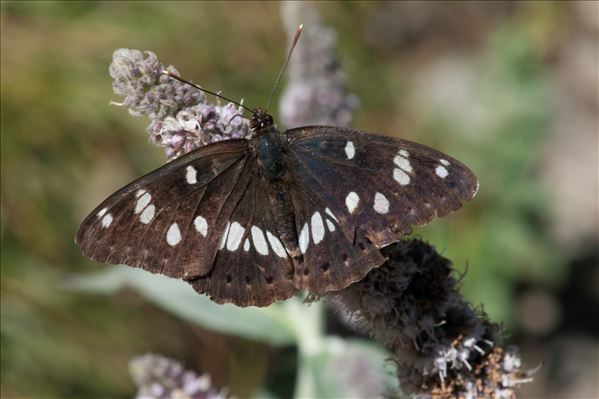 Limenitis reducta