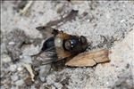 Volucella pellucens