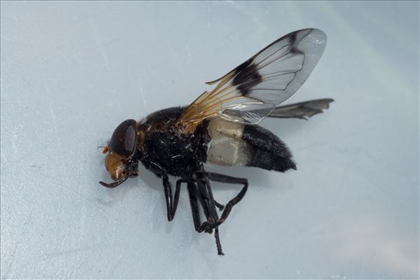 Volucella pellucens