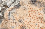 Protoblastenia incrustans