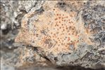 Protoblastenia incrustans