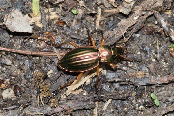 Carabus auratus