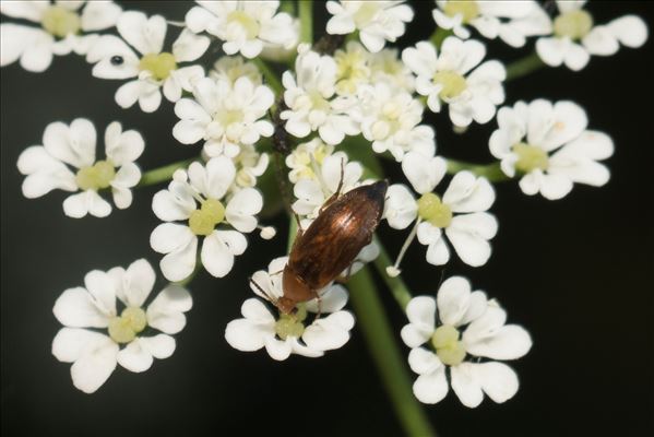 Anaspis flava