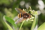 Volucella zonaria