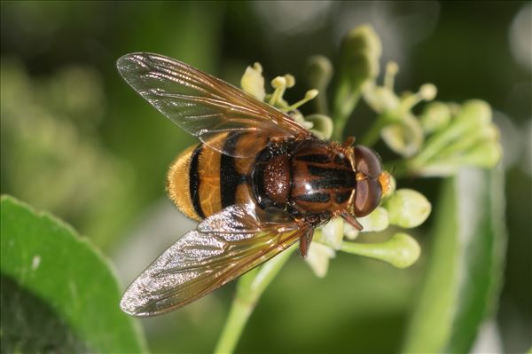 Volucella zonaria