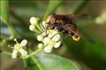 Volucella zonaria