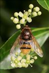 Volucella zonaria