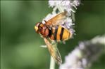 Volucella zonaria