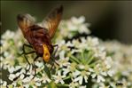 Volucella zonaria