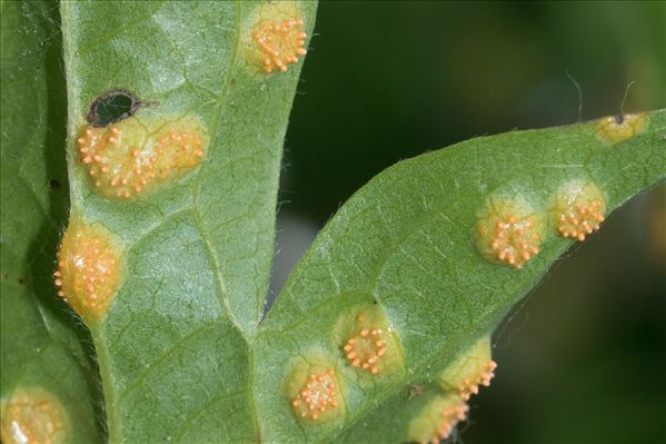 Aecidium clematidis