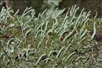 Cladonia coniocraea