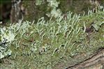 Cladonia coniocraea