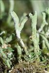 Cladonia coniocraea