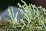 Cladonia coniocraea