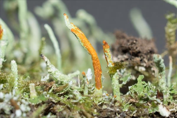 Cladonia coniocraea